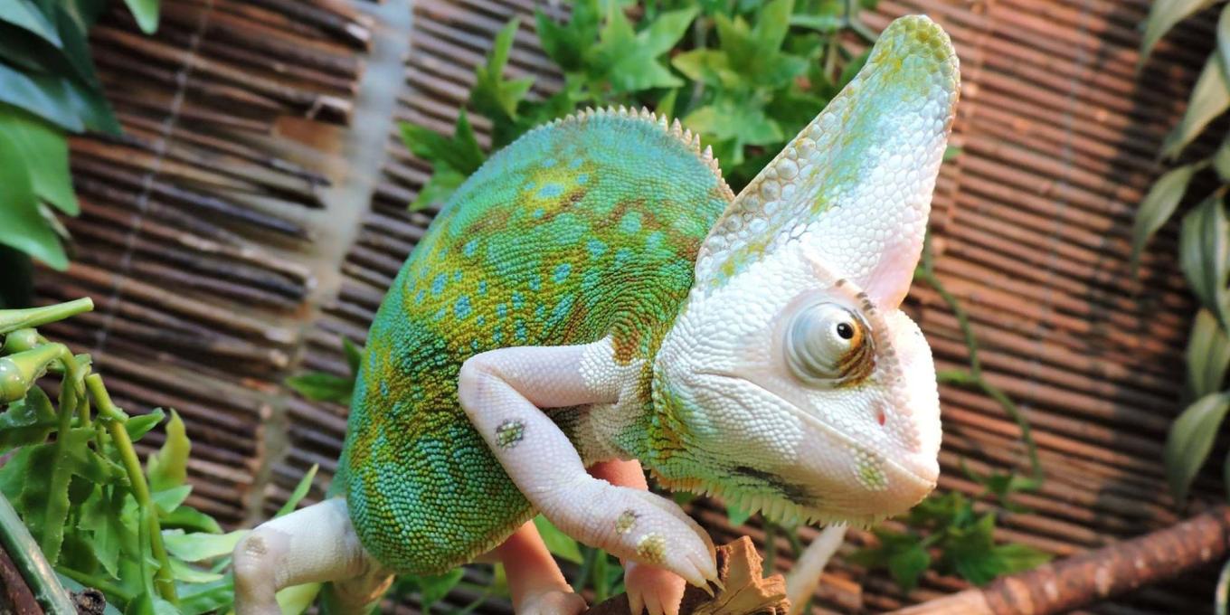 An iguana from Brett's Pets