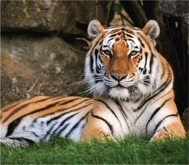 An Amur tiger lying in its enclosure at Marwell Zoo