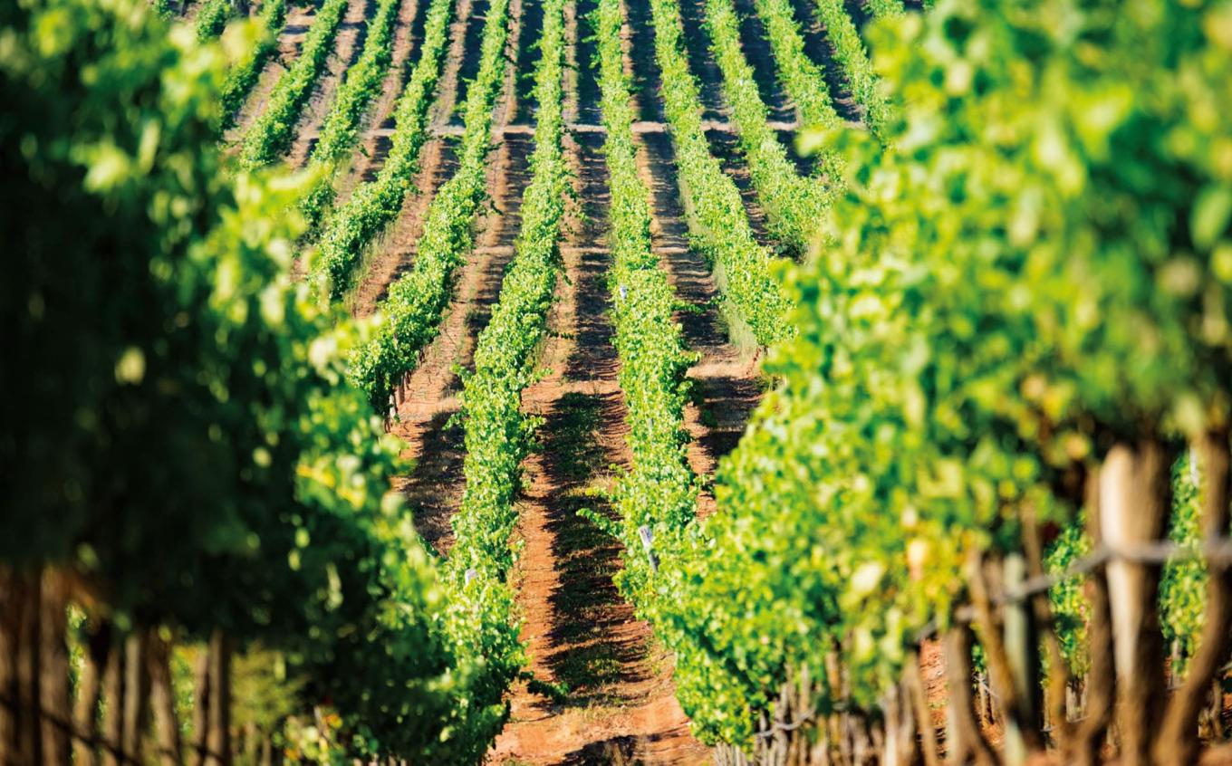 Vineyards at Bolney Wine Estate, a business Shawbrook supports with finance