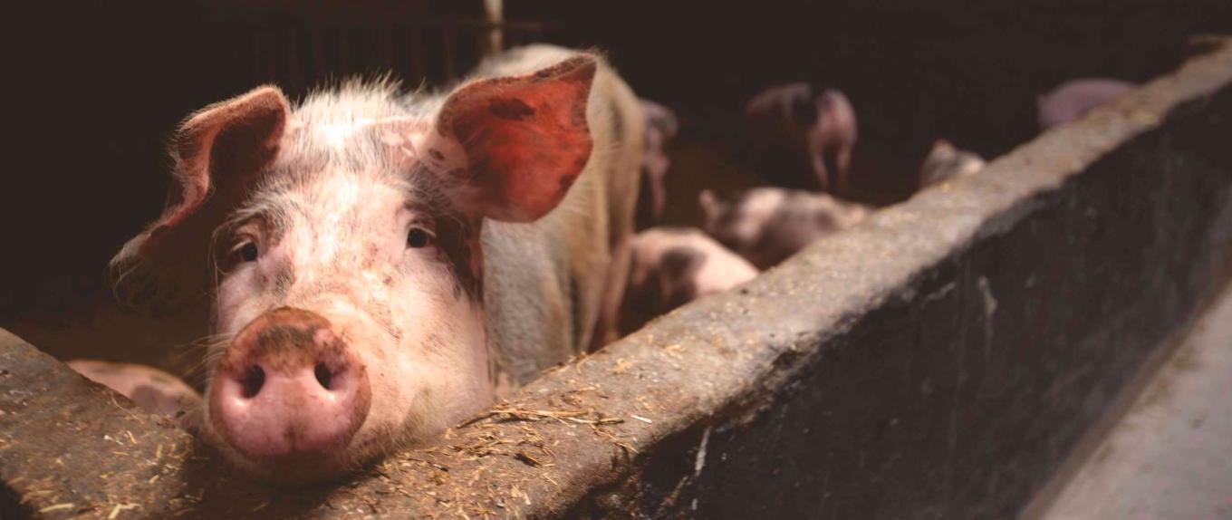 A pig in a barn with other pigs in the background