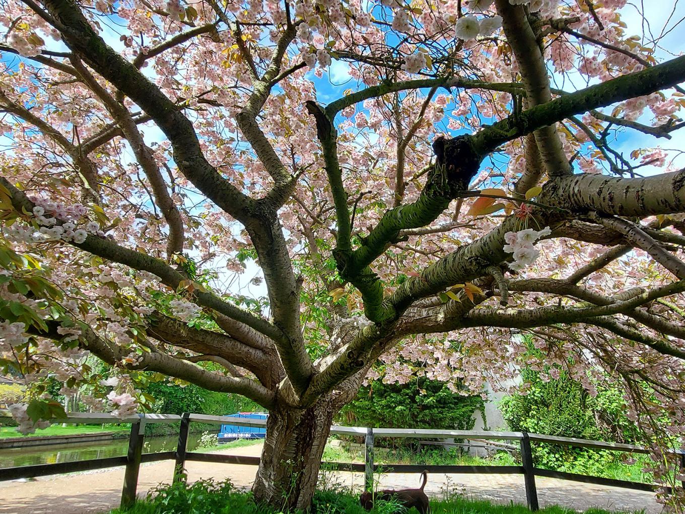 Cherry blossom tree in full bloom