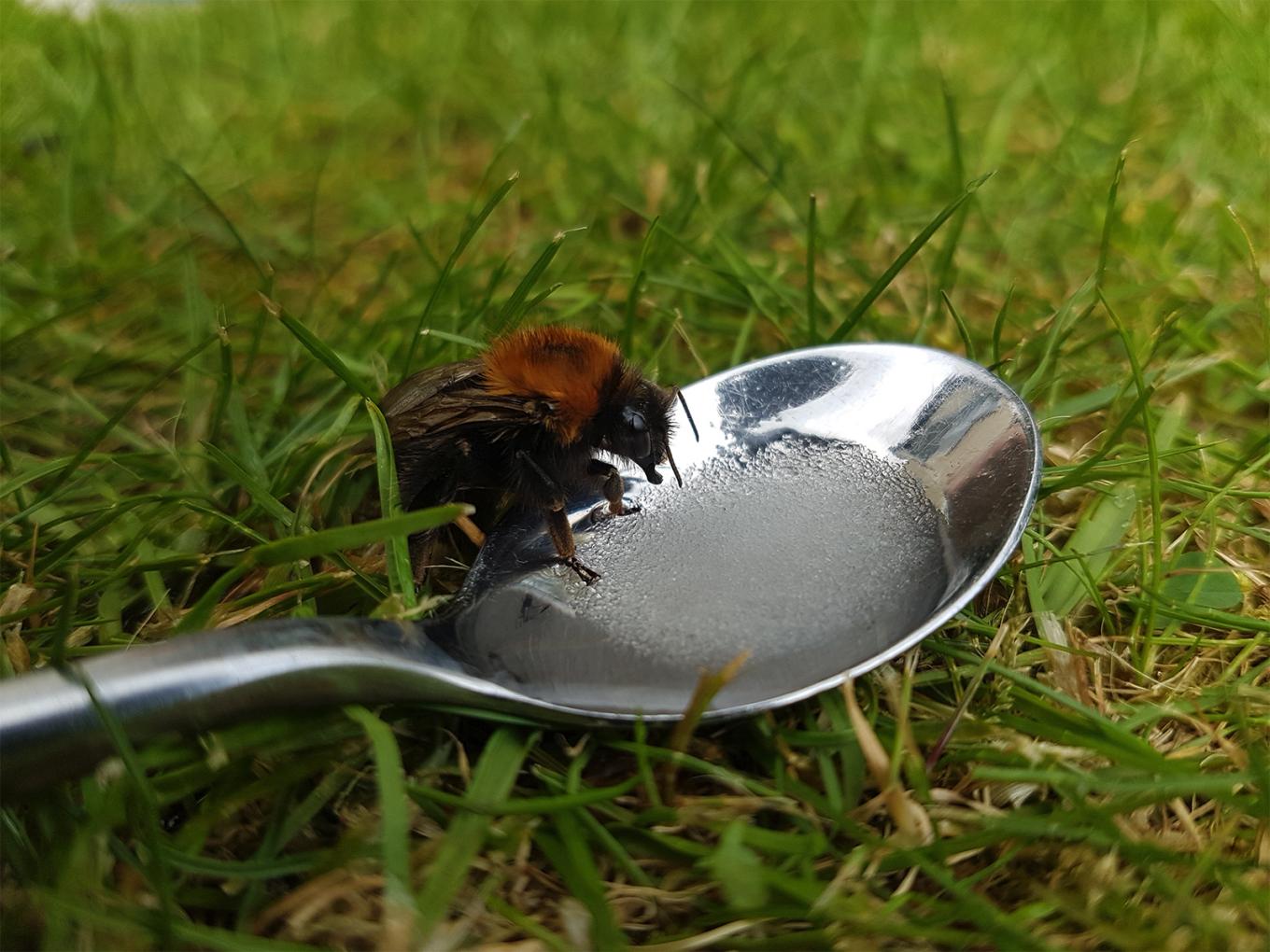 A bee feeding from sugar on a spoon