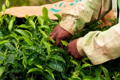 Person planting green leaves